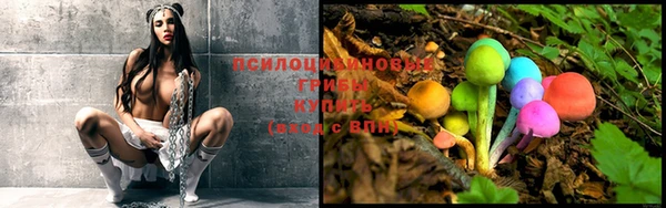 индика Белокуриха